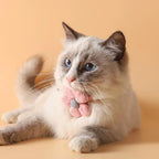 Collier Fleur pour Chat – Accessoire Élégant et Confortable